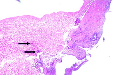 Fig. 6