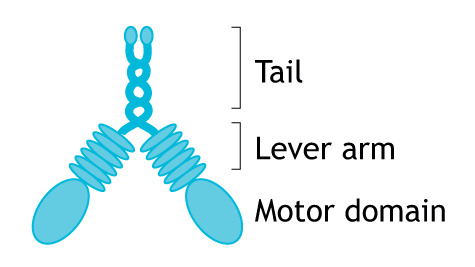 Box 1. Myosin motors translocate along actin filaments