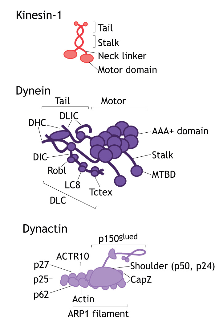 Box 2. Microtubule-based kinesin and dynein motor proteins