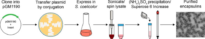 Image, graphical abstract