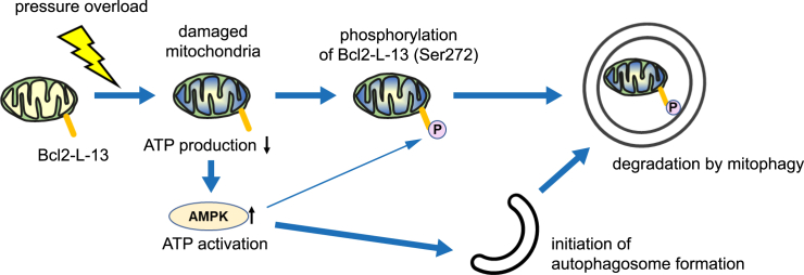 Figure 7