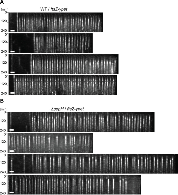 Figure 2—figure supplement 1.