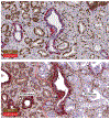 Fig. 2 |