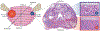 Fig. 3 |