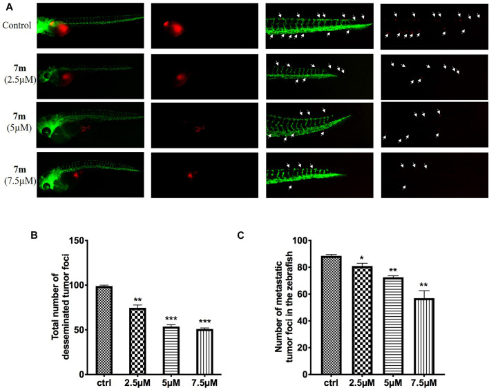 FIGURE 11