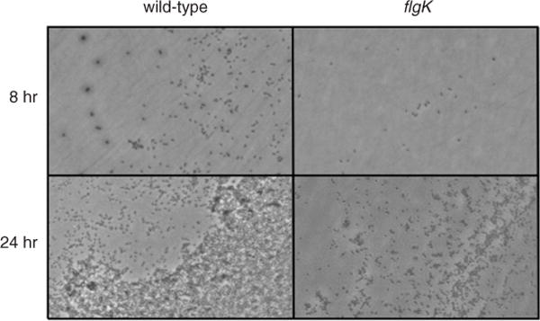 Figure 1B.1.2