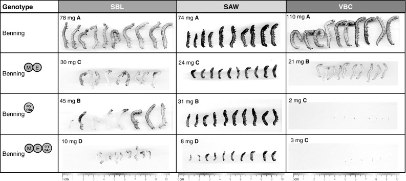 Fig. 10