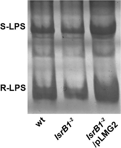 FIG 3