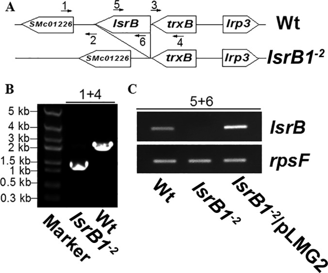 FIG 1