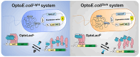 Graphical Abstract