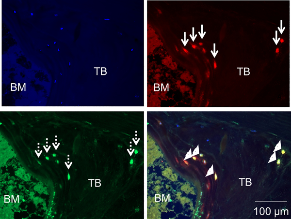 Figure 2: