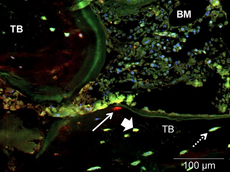 Figure 3: