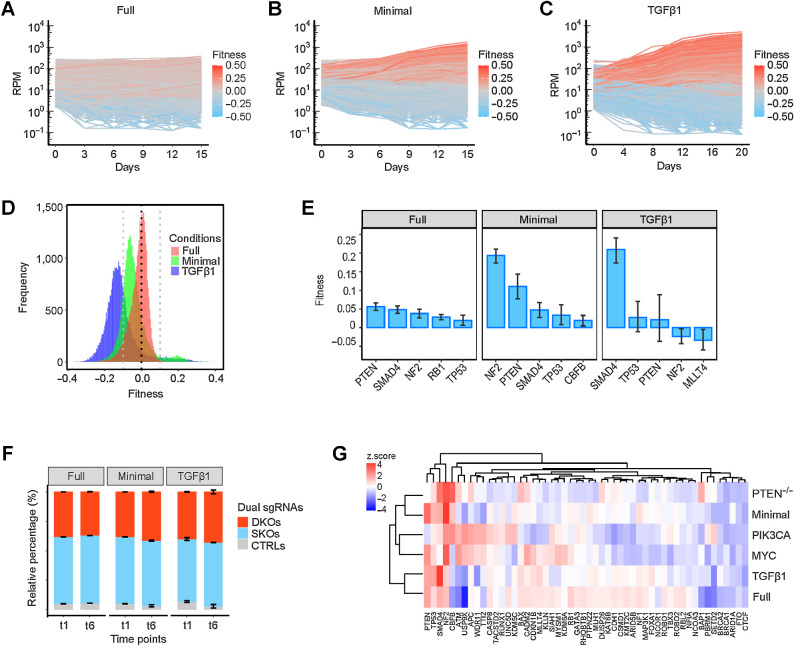 Figure 3. Growth-promoting effects of TSG perturbations in vitro. A–C, Representative trajectories of cell lineages expressing unique dual sgRNAs grown in full, minimal, and TGFβ1-supplemented media, respectively. D, Distribution of gene-level fitness of 1,378 perturbations in the three conditions. E, The top five single-gene effects on fitness in the three conditions. Data are presented as mean ± SEM. F, Relative percentage of DKO/SKO normalized counts in the three conditions. Data are presented as mean ± SEM. G, A heatmap that shows the comparison of growth-promoting effects in vitro and tumorigenic effects in vivo of SKOs.