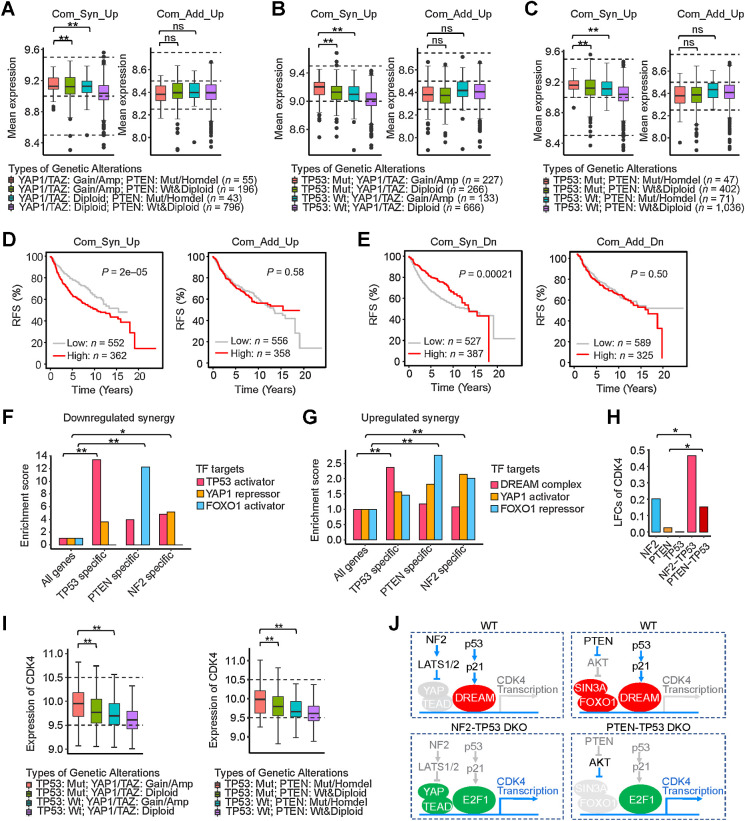 Figure 7. Transcriptional synergies in patients with breast cancer. A–C, Average expression of the 148 common upregulated synergistic DEGs and 74 common upregulated additive DEGs in human tumors with the indicated dual and single genetic alterations. **, P < 0.05; one-sided Student t test. ns, not significant. D, Relapse-free survival (RFS) of patients with breast cancer with differential expression of 148 common upregulated synergistic and 74 common upregulated additive genes. E, RFS of patients with breast cancer with differential expression of 9 common downregulated synergistic and 28 common downregulated additive genes. F, Enrichment of targets of TFs (p53 activator, FOXO1 activator, and YAP repressor) in the TP53-specific, PTEN-specific, and NF2-specific downregulated synergies. *, P < 0.1; **, P < 0.01; χ2 test. G, Enrichment of targets of TFs (DREAM complex, FOXO1 repressor, and YAP activator) in the TP53-specific, PTEN-specific, and NF2-specific upregulated synergies. **, P < 0.01; χ2 test. H and I, Synergistic expression of CDK4 in TP53-deleted DKO cells and TP53-mutated patients with double-mutant breast cancer. *, P < 0.1; **, P < 0.05; one-sided Student t test. J, Proposed mechanistic models for transcriptional synergy of CDK4 induced in TP53-deleted DKOs—NF2-TP53 and PTEN-TP53.