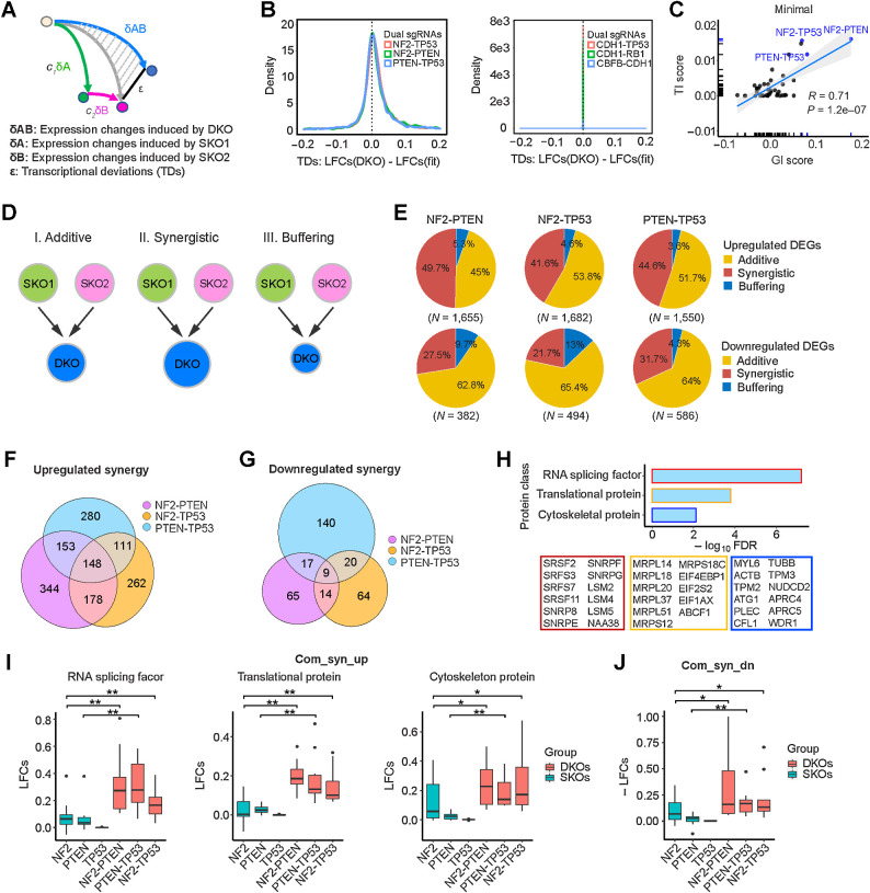 Figure 6. Epistatic transcriptional interactions correlate with fitness GIs. A, Schemata of the quantitative model used to measure TDs. B, TDs of DKO examples—NF2-PTEN, NF2-TP53, PTEN-TP53, CDH1-TP53, CDH1-RB1, and CBFB-CDH1—in minimal medium. C, Correlation of TI scores and fitness GI scores in minimal medium. D, Categorization of DEGs based on their TDs. E, Percentages of synergistic, additive, and buffering genes of upregulated DEGs (top) and downregulated DEGs (bottom) for NF2-PTEN, NF2-TP53, and PTEN-TP53 DKOs. F, Number of upregulated synergistic DEGs in NF2-PTEN, NF2-TP53, and PTEN-TP53 DKOs. G, Number of downregulated synergistic DEGs in NF2-PTEN, NF2-TP53, and PTEN-TP53 DKOs. H, Gene ontology term enrichment analysis of the 148 common upregulated synergistic genes. I, Expression of the enriched protein classes in NF2-PTEN, NF2-TP53, and PTEN-TP53 DKOs and their SKO counterparts. *, P < 0.1; **, P < 0.05; one-sided Student t test. J, Expression of the nine common downregulated synergistic genes in NF2-PTEN, NF2-TP53, and PTEN-TP53 DKOs and their SKO counterparts. *, P < 0.1; **, P < 0.05; one-sided Student t test.