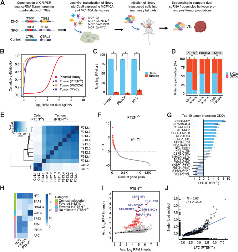 Figure 1. Perturbations in TSG pairs promote tumorigenesis in vivo. A, Schematic of combinatorial CRISPR screening in vivo. B, Cumulative distributions of dual sgRNA abundance in the plasmid library and tumors. *, P < 0.05; Kolmogorov–Smirnov test. C, Percentage of dual sgRNAs with log2 RPM ≥1 in the PTEN−/−, PIK3CA, and MYC cell libraries and tumors. Data are presented as mean ± SEM. Mean values were calculated from nine PTEN−/−, three PIK3CA, and six MYC tumors. *, P < 0.01; one-sided Student t test. D, Relative percentage of DKO/SKO normalized counts in the PTEN−/−, PIK3CA, and MYC cell libraries and tumors. *, P < 0.01; one-sided Student t test. E, Heatmap of Euclidean distances between all the cell and tumor samples (PTEN−/−). F, The effect size (LFC) of DKOs and SKOs in the PTEN−/− context. A total of 71 oncogenic perturbations are highlighted in red. G, The top 10 tumor-promoting DKOs and corresponding SKOs in the PTEN−/− context. The mean is plotted along with the 95% CI. H, Heatmap comparing the single-gene tumorigenic effects in the PTEN−/−, PIK3CA, and MYC contexts. I, Scatter plot of average log2 RPM in the PTEN−/− tumors versus preinjected cell libraries. A total of 71 oncogenic perturbations shown in F are highlighted in red, and the top 6 ones are labeled. The linear regression line is shown (dashed). J, Scatter plot and correlation analysis of the tumorigenic effects measured by quantile analysis versus average based regression (PTEN−/−).