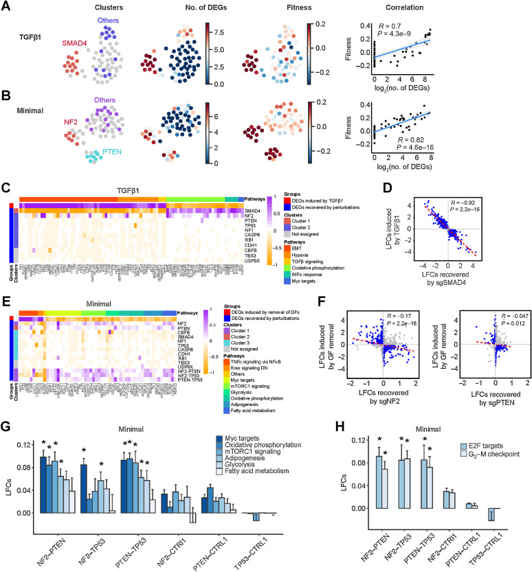 Figure 5. Single-cell transcriptional analysis reveals growth-promoting mechanisms underlying TSG perturbations. A and B, Relationship between transcriptional states and fitness in TGFβ1 and minimal medium, respectively. First column, UMAP projection of mean expression profiles for all the perturbations where transcriptionally similar clusters are highlighted in an identical color; second column, number of significant DEGs induced by each perturbation; third column, fitness measurements of each unique perturbation; and fourth column, correlation between fitness and number of significant DEGs. C, Representative DEGs in different biological pathways induced by TGFβ1 and recovered by the 11 SKO dual sgRNAs. EMT, epithelial–mesenchymal transition. D, Scatter plot of TGFβ1-induced LFCs and LFCs recovered by sgSMAD4. Genes with LFCs > 0.1 are highlighted in blue. E, DEGs in different biological pathways induced by growth factor (GF) deprivation and recovered by the 11 SKO and 3 DKO dual sgRNAs. DN, down. F, Scatter plots of growth factor withdrawal–induced LFCs and LFCs recovered by sgNF2 and sgPTEN. Genes with LFCs > 0.1 are highlighted in blue. G and H, Comparison of gene expression pathways involved in growth factor independence and cell cycle induced by sgNF2, sgPTEN, and sgTP53 and their dual combinations. Data are presented as mean ± SEM. *, P < 0.05; one-sided Student t test.