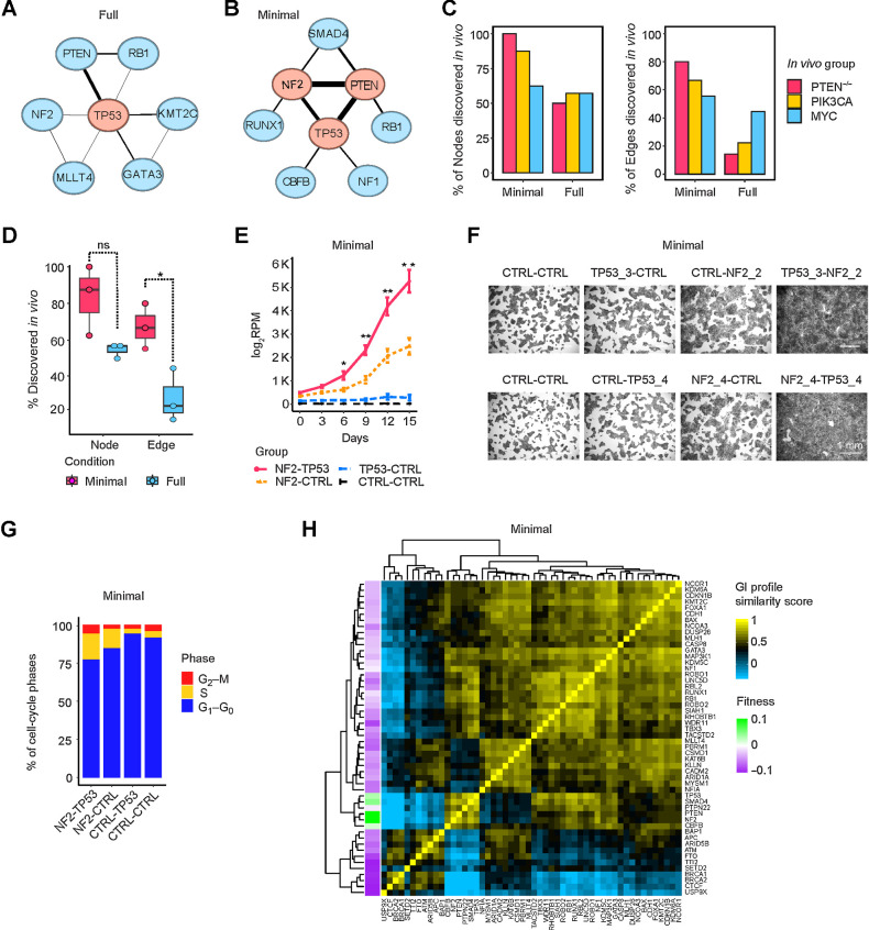 Figure 4. Growth-promoting networks in minimal medium resemble in vivo tumor-promoting networks. A and B, Growth-promoting GI network in full and minimal media. The top three central nodes are highlighted in red. C, Comparison of growth/tumor-promoting GI networks in vitro and in vivo, with respect to nodes (left) and edges (right). D, Percentage of nodes and edges in vitro that were discovered in GI networks in vivo. Data are presented as mean ± SEM. *, P < 0.05; one-sided Student t test. ns, not significant. E–G, Growth curves, crystal-violet staining, and cell-cycle cytometric analysis of NF2-TP53 DKO, NF2-CTRL, or TP53-CTRL SKO and control cells in minimal medium. Data are presented as mean ± SEM in E. *, P < 0.1; **, P < 0.05; one-sided Student t test. H, GI profiles of 52 TSGs in minimal medium.