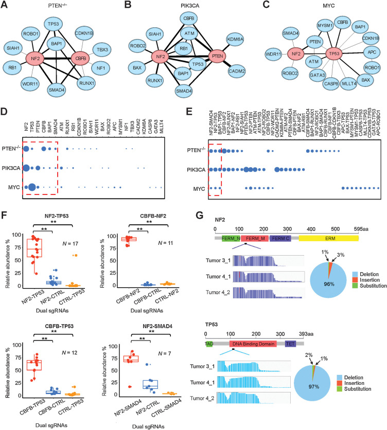 Figure 2. Tumor-promoting TSGs form GI networks. A–C, Oncogenic GI networks in the PTEN−/−, PIK3CA, and MYC contexts, respectively. The top two central nodes are highlighted in red. D, Comparison of degree centrality scores of TSG nodes in the three GI networks. Six nodes commonly shared in the three networks are enclosed in the red dashed frame. E, Comparison of edges (interactions) in the three networks. Three common interactions are enclosed in the red dashed frame. F, Validation of four oncogenic GIs in vivo. **, P < 0.05; one-sided Student t test. G, CRISPR mutational profiles induced by sgNF2_2 and sgTP53_4 in the PTEN−/− tumors.