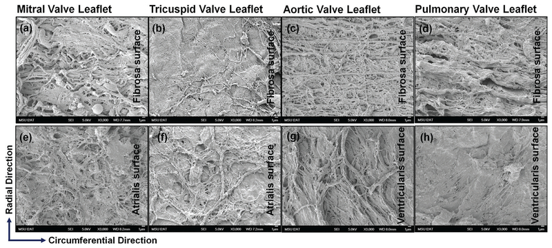 FIG. 5: