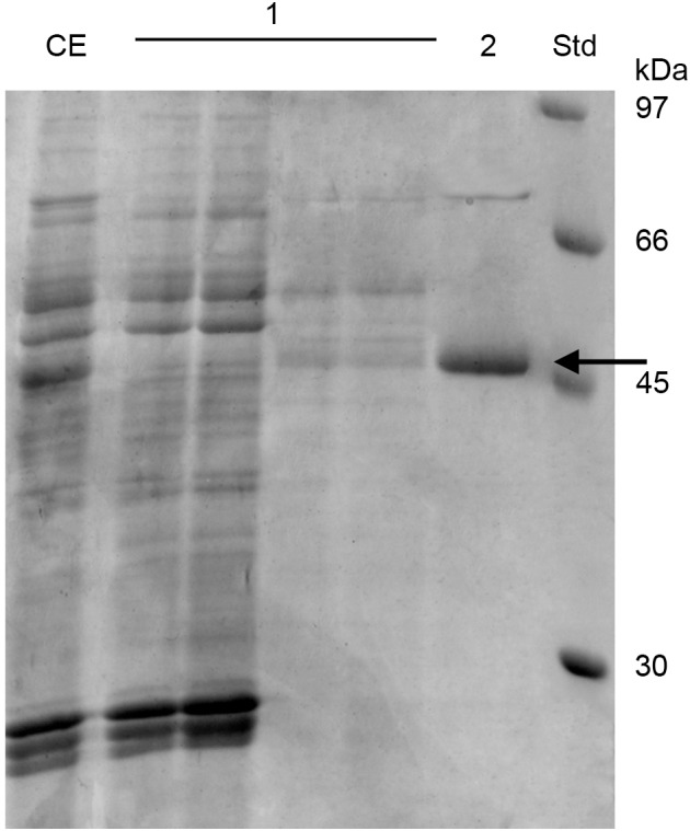 FIGURE 3