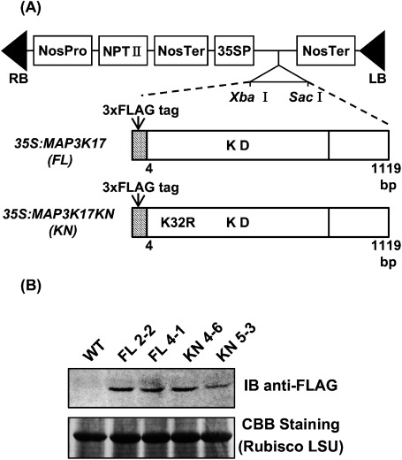 Figure 1. Overexpression of MAP3K17 and its kinase-inactive mutant in Arabidopsis. (A) Schematic representation of the constructs for the overexpression of 3xFLAG-MAP3K17 (FL) and 3x-FLAG MAP3K17KN (K32R, KN). The 3xFLAG-tag was translationally fused to the N-terminus of the coding sequence, without an initiation codon, of MAP3K17 and MAP3K17 KN and then inserted between the CaMV 35S promoter (35SP) and the NOS terminator (NOS Ter) of the plant expression vector pBI121 (Clontech) using XbaI and SacI restriction enzyme sites. RB: right border, LB: left border, NOS Pro: NOS promoter, NPTII: neomycin phosphotransferase II gene, NOS Ter: NOS terminate, KD: kinase domain (B) Detection of the 3xFLAG-MAP3K17 and 3xFLAG-MAP3K17KN proteins. Total protein extracts from WT and each transgenic plant were resolved by SDS-PAGE. Immunoblot analysis was conducted using the anti-Flag tag antibody. Equal amounts of the samples were resolved by SDS-PAGE and stained with CBB, and the large subunit (LSU) of ribulose-1,5-bisphosphate carboxylase/oxygenase (Rubisco) is shown as the loading control for equal protein amounts in the WT and transgenic plants.