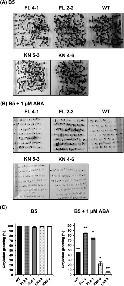 Figure 3. Effect of ABA on the post-germinated growth of WT and transgenic Arabidopsis plants overexpressing MAP3K17 and MAP3K17KN. The seeds of WT and transgenic Arabidopsis plants overexpressing MAP3K17 (FL 2-2, FL 4-1) and MAP3K17KN (KN 4-6, KN 5-3) were sown onto Gamborg’s B5 medium plates with or without 1 µM ABA. Images of 7-day-old germination on B5 medium plates (A) and B5 medium plates containing 1 µM ABA (B) are shown. (C) The cotyledon greening rates were scored at 7 days after cultivation. All results are presented as the means. The bars indicate the standard errors from three independent experiments (50 seeds for each repeat). Asterisks indicate significant differences (Student’s t-test, * p<0.05, ** p<0.01) between WT and each transgenic line.