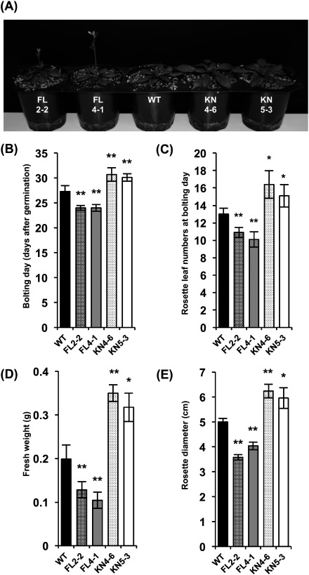 Figure 2. Growth characteristics of transgenic Arabidopsis plants overexpressing MAP3K17 and MAP3K17KN. WT and the transgenic plants were germinated on soil and grown at 22°C under continuous light conditions. (A) Representative (28-day-old) image of WT and transgenic plants. Bolting days (B), rosette leaf numbers at bolting day (C), fresh weights at 4 weeks (D), and rosette diameters at 4 weeks (E) of WT and transgenic plants. Bolting time was monitored daily and determined as the number of days from sowing to the first elongation of the floral stem at 1 mm height. All results are presented as the means. The bars indicate the standard errors from ten (B, C) and five (D, E) replicates. Asterisks indicate significant differences (Student’s t-test, * p<0.05, ** p<0.01) between WT and each transgenic line.