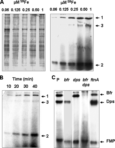 FIGURE 1.