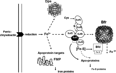 FIGURE 6.