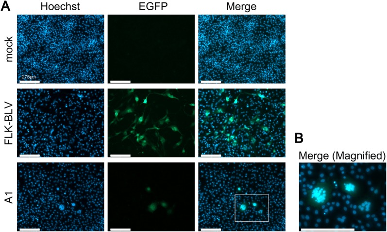 Figure 4