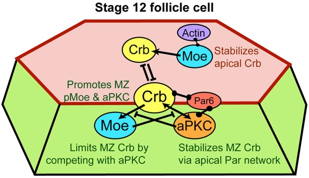 Fig. 6.