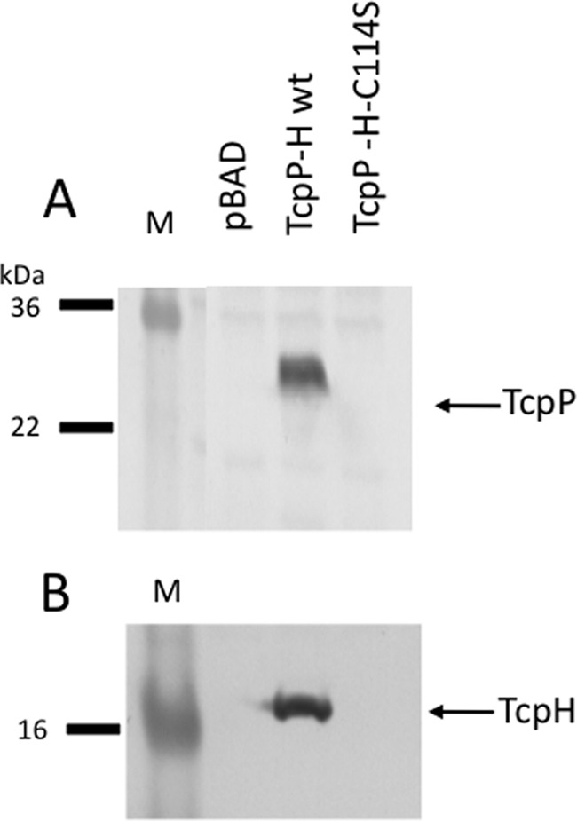 FIG 5