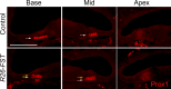 Figure 5—figure supplement 1.