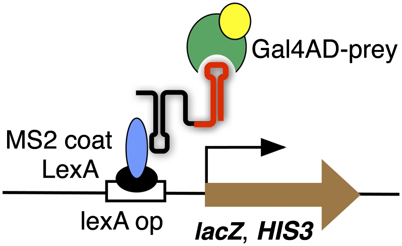 FIGURE 1.