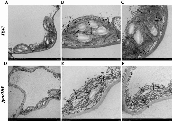 Fig. 3