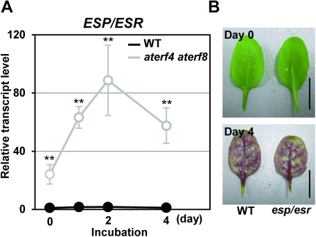 Figure 2. ESP/ESR gene acts downstream of AtERF4 and AtERF8 but is independent on the light-mediated accumulation of anthocyanin. (A) The transcript level of the ESP/ESR gene in the detached WT leaves and aterf4 aterf8 after incubation of the indicated number of days. Error bars indicate standard deviation of four biological replicates. Asterisks represent significant differences compared with the WT values by a Student’s t-test (**p<0.01). (B) Photographs of the detached WT and esp/esr leaves after incubation of indicated days. Bars=1 cm.