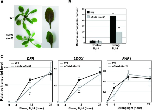 Figure 3. Responses of intact WT and aterf4 terf8 plants after being transferred to the strong light condition. (A) Photographs of the rosettes (left) and the intact leaves (right) of WT and aterf4 terf8 at two days after being transferred to the strong light condition. Bars=1 cm. (B) Measurement of the relative anthocyanin content in the intact WT and aterf4 aterf8 leaves. The sixth leaves were harvested at 0 or 2 day after being transferred to the strong light condition. The values are presented as arbitrary units, and error bars indicate standard deviation of 12 biological replicates. Asterisks represent significant differences compared with the WT values by a Student’s t-test (**p<0.01). (C) The transcript levels of DFR, LDOX, and PAP1 in the intact leaves of WT and aterf4 aterf8 plants at indicated time points after being transferred to the strong light condition. A detailed description is presented in the legend of Figure 1D.