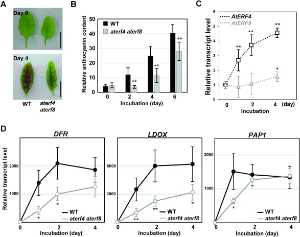 Figure 1. Light responses in detached WT and aterf4 terf8 leaves during incubation under the moderate light illumination. (A) Photographs of the detached WT and aterf4 terf8 leaves after incubation of indicated days. Bars=1 cm. (B) Measurement of the relative anthocyanin content in the detached WT and aterf4 aterf8 leaves. The values are presented as arbitrary units and error bars indicate standard deviation of seven biological replicates. Asterisks represent significant differences compared with the WT values by a Student’s t-test (**p<0.01). (C) The transcript levels of AtERF4 and AtERF8 in the detached WT leaves after incubation of the indicated number of days. Error bars indicate standard deviation of four biological replicates. Asterisks represent significant differences compared with the values at Day 0 by a Student’s t-test (*p<0.05, **p<0.01). (D) The transcript levels of DFR, LDOX and PAP1 in the detached leaves of WT and aterf4 aterf8 after incubation of the indicated number of days. Error bars indicate standard deviation of four biological replicates. Asterisks represent significant differences compared with the WT values by a Student’s t-test (*p<0.05, **p<0.01).