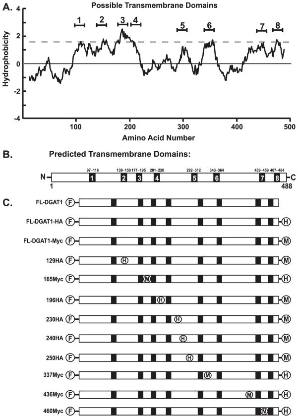 FIGURE 1