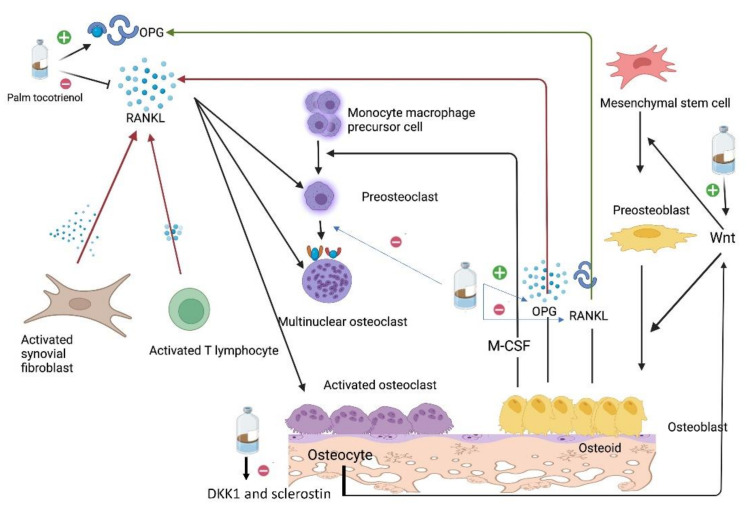 Tocotrienol As A Protecting Agent Against Glucocorticoid-induced 