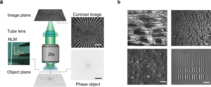 Fig. 1