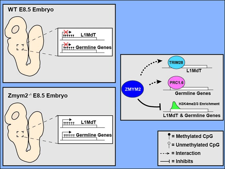 Graphical Abstract