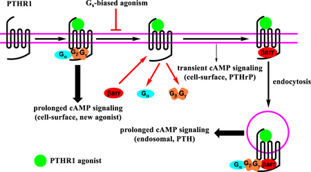 graphic file with name nihms-1063746-f0005.jpg