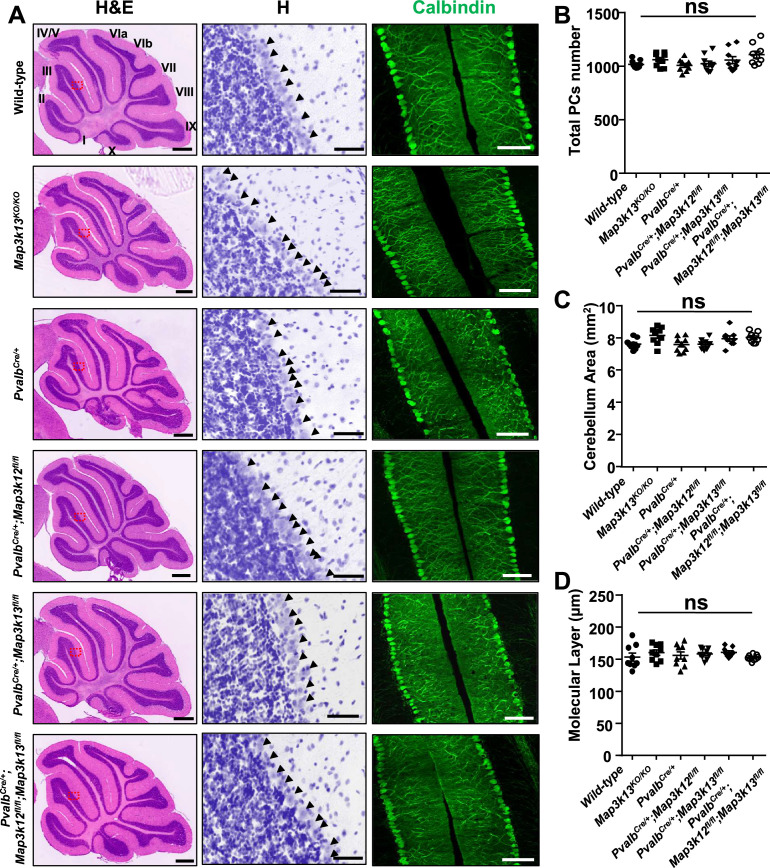 graphic file with name elife-86472-fig5.jpg
