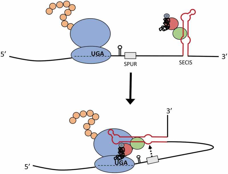 Figure 7.