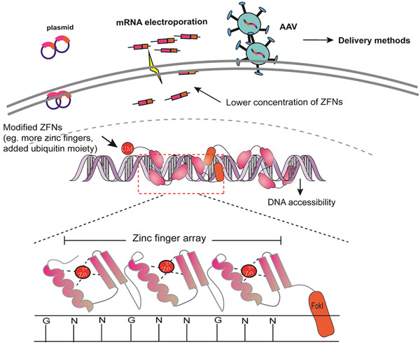 FIGURE 2