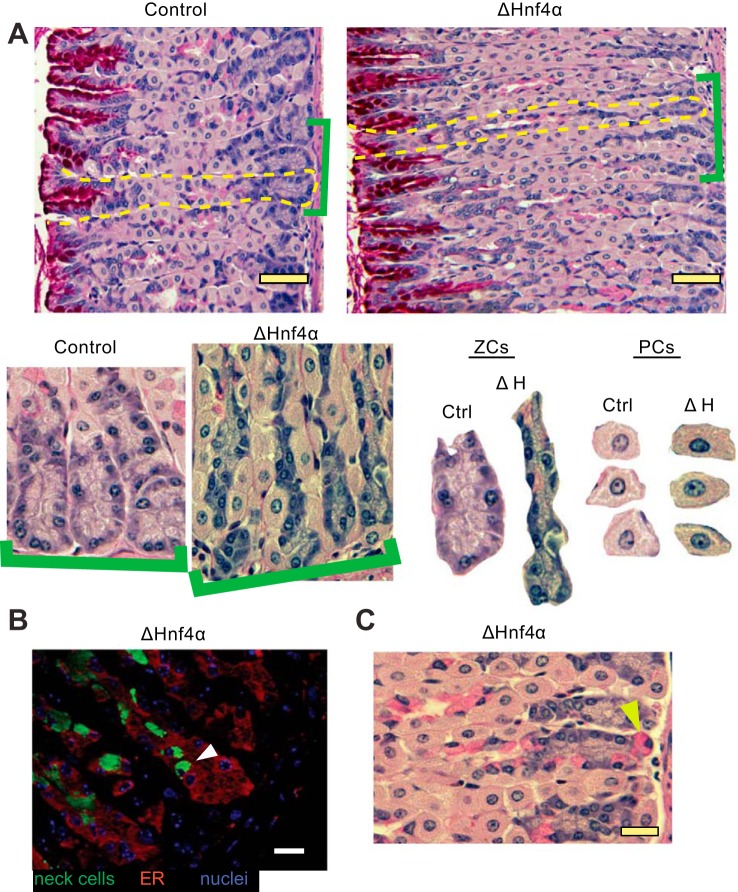 Fig. 4.