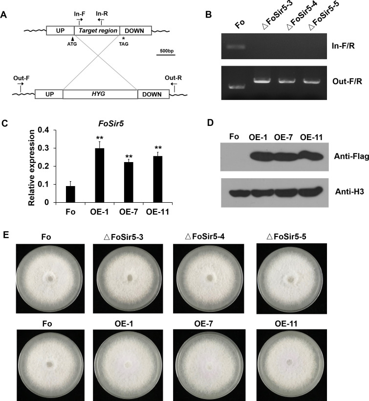 Figure 2—figure supplement 2.