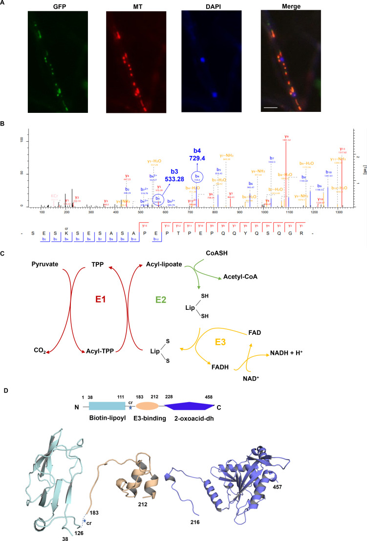 Figure 2—figure supplement 1.